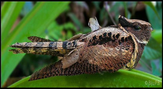 Great eared nightjar perching on a plant