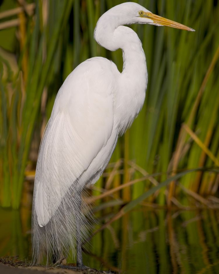 Great egret Great Egret Audubon Field Guide