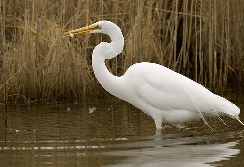 Great egret Great Egret Ardea alba NatureWorks