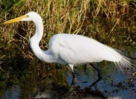 Great egret Great Egret Identification All About Birds Cornell Lab of
