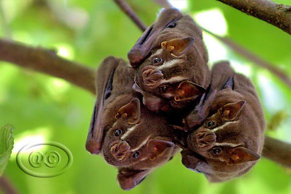 Great fruit-eating bat Morcegodasfrutas Great Fruiteating Bat Project Noah
