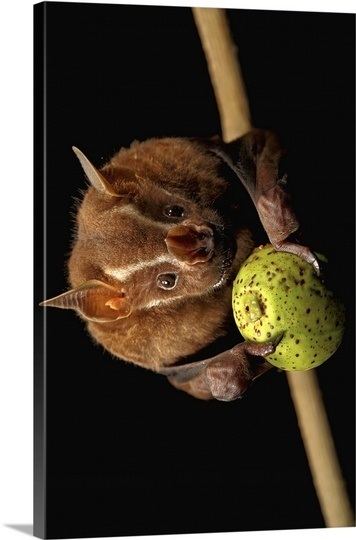 Great fruit-eating bat Great Fruiteating Bat feeding on fig Barro Colorado Island Panama