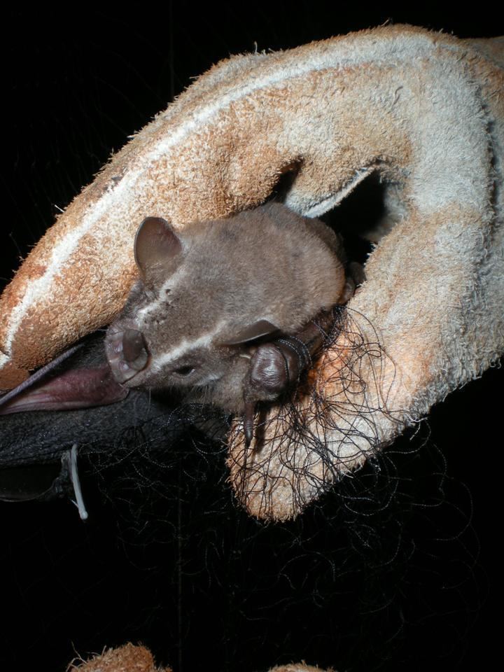 Great fruit-eating bat GREAT FRUITEATING BAT Artibeus lituratus FAUNA PARAGUAY