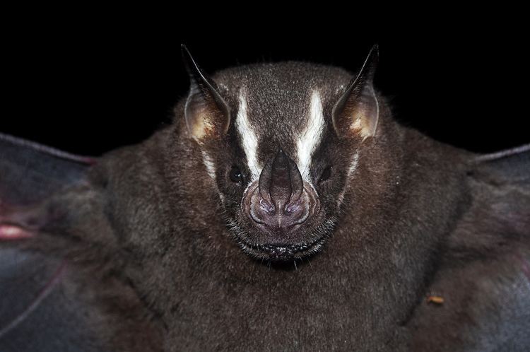 Great fruit-eating bat Great Fruiteating Bat Artibeus lituratus Olfers 1818 Flickr