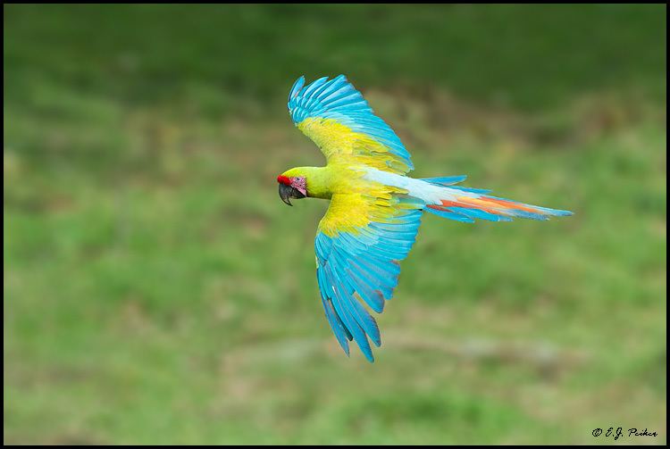 Great green macaw Great Green Macaw Page