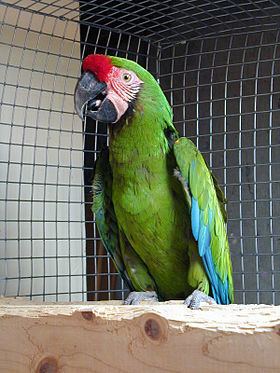 Great green macaw Great green macaw Wikipedia