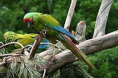 Great green macaw httpsuploadwikimediaorgwikipediacommonsthu
