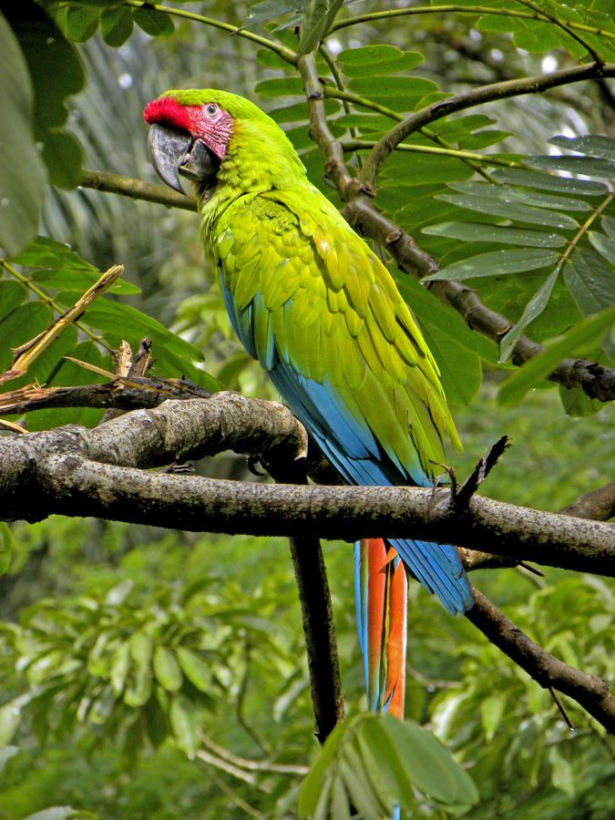 Great green macaw Great green macaw Difficult to spot but a beautiful big b Jan