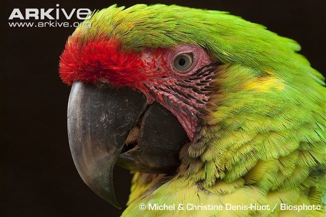 Great green macaw Great green macaw videos photos and facts Ara ambiguus ARKive