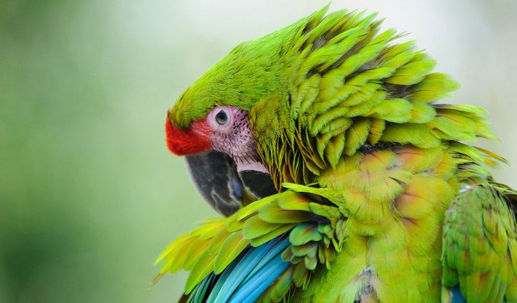 Great green macaw Great Green Macaw Parrot Facts Information amp Habitat