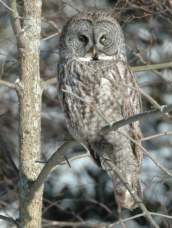 Great grey owl httpsuploadwikimediaorgwikipediacommonsbb