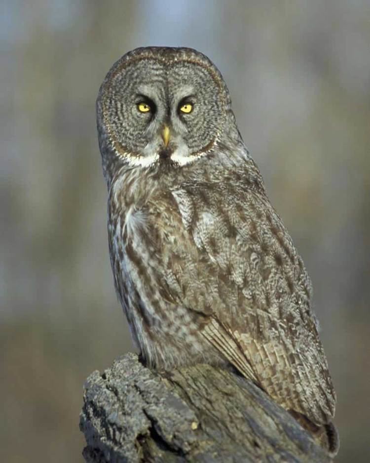Great grey owl Great Gray Owl Audubon Field Guide