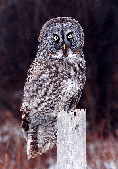 Great grey owl Great Grey Owl Strix nebulosa Information Pictures Sounds