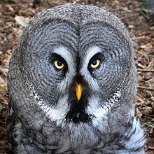 Great grey owl Great grey owl Wikipedia