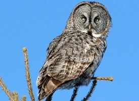 Great grey owl Great Gray Owl Identification All About Birds Cornell Lab of