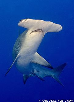 Great hammerhead Great Hammerhead Sharks Sphyrna mokarran MarineBioorg