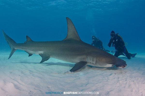 Great hammerhead Diving with Great Hammerheads at Bimini Island in the Bahamas Swim