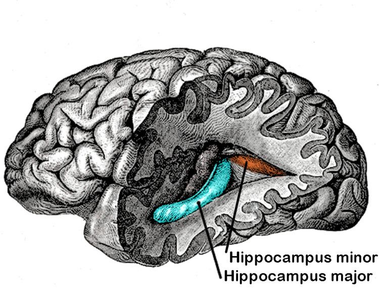 Great Hippocampus Question