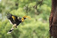 Great hornbill httpsuploadwikimediaorgwikipediacommonsthu