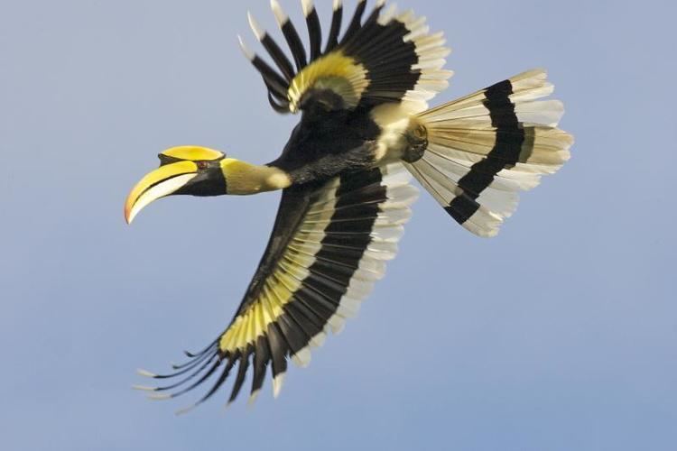 Great hornbill Great hornbill Buceros bicornis