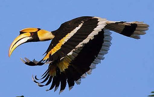 Great hornbill Great Hornbill Large Bird Large Bill Animal Pictures and Facts