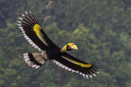 Great hornbill GREAT INDIAN HORNBILLS IN PERIL Indian Wildlife Club Ezine July