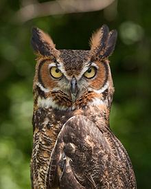 Great horned owl httpsuploadwikimediaorgwikipediacommonsthu