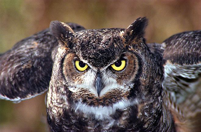 Great horned owl Great Horned Owl Bubo virginianus Information Pictures Sounds