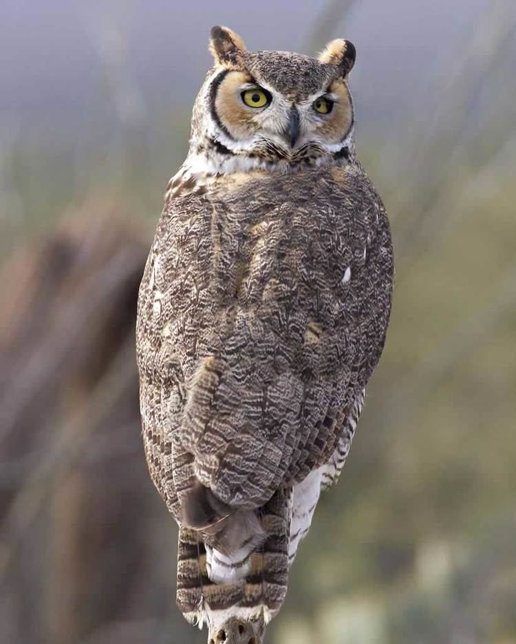 Great horned owl Great Horned Owl Audubon Field Guide