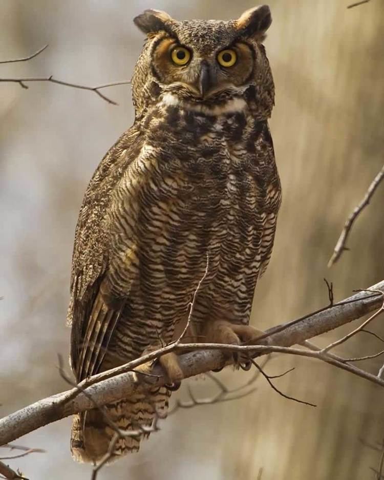 Great horned owl Great Horned Owl Audubon Field Guide