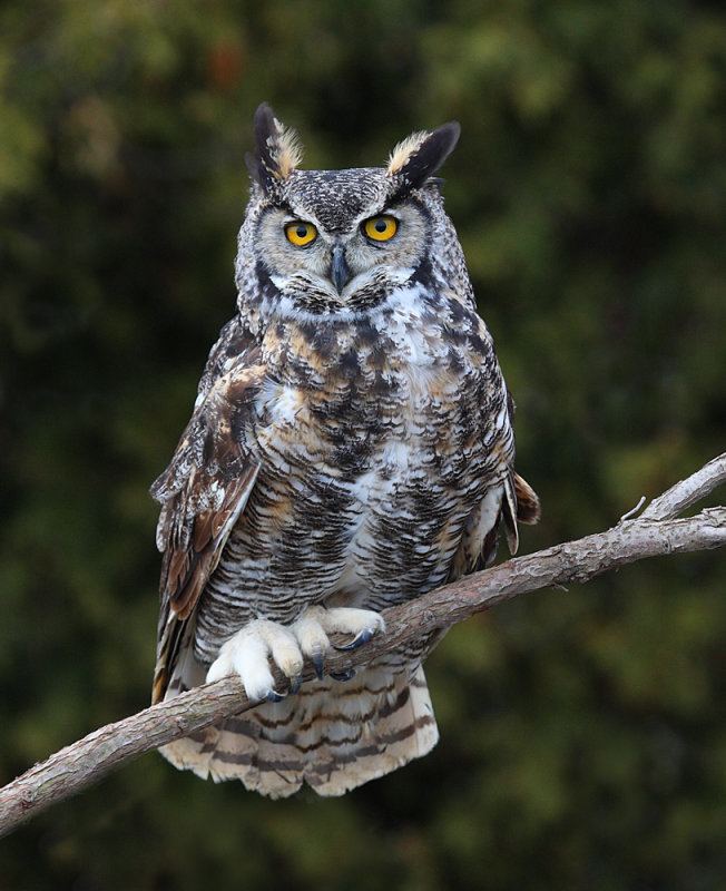 Great horned owl Great Horned Owl Bubo virginianus Information Pictures Sounds