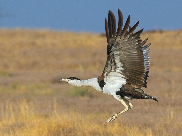 Great Indian bustard GIB Campaign update Rajasthan launches 39Project Great Indian