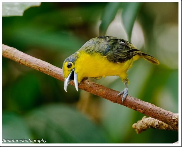 Great iora Naturalist Photography DarkThroated Oriole And Great Iora sharing