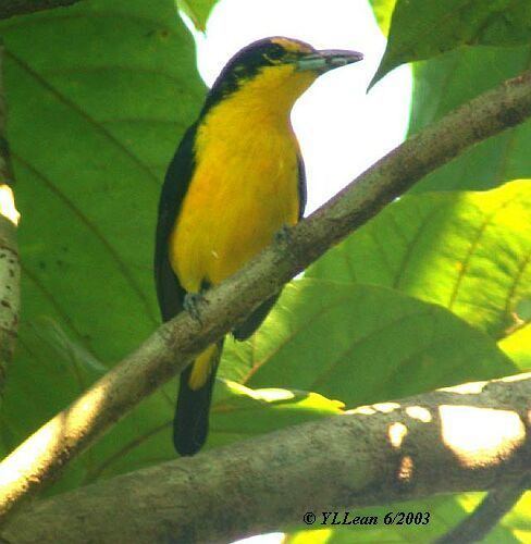 Great iora Oriental Bird Club Image Database Great Iora Aegithina lafresnayei