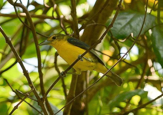 Great iora Oriental Bird Club Image Database Great Iora Aegithina lafresnayei