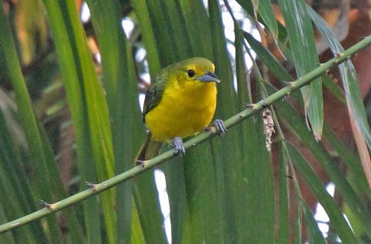 Great iora Birds of The World IORAS family Aegithinidae