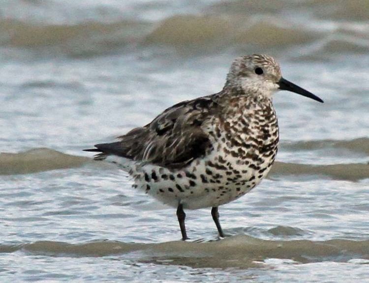 Great knot Great knot New Zealand Birds Online