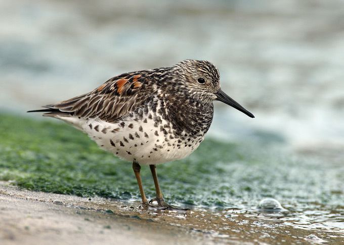 Great knot Great knot