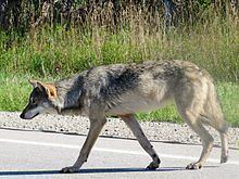 Great Lakes boreal wolf httpsuploadwikimediaorgwikipediacommonsthu