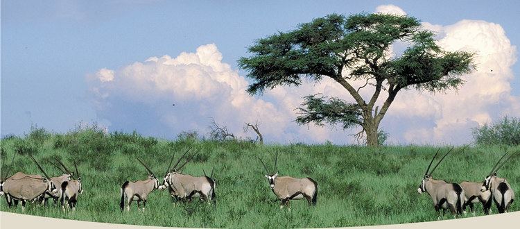 Great Limpopo Transfrontier Park Great Limpopo Transfrontier Park Limpopo Tourism Agency