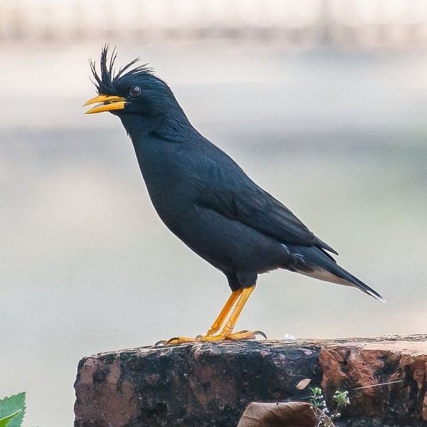 Great myna orientalbirdimagesorgimagesdatawhiteventedmyn