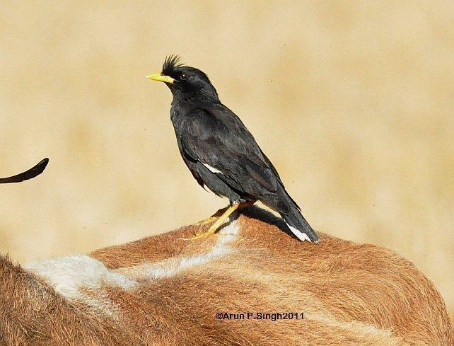 Great myna Oriental Bird Club Image Database Great Myna Acridotheres grandis