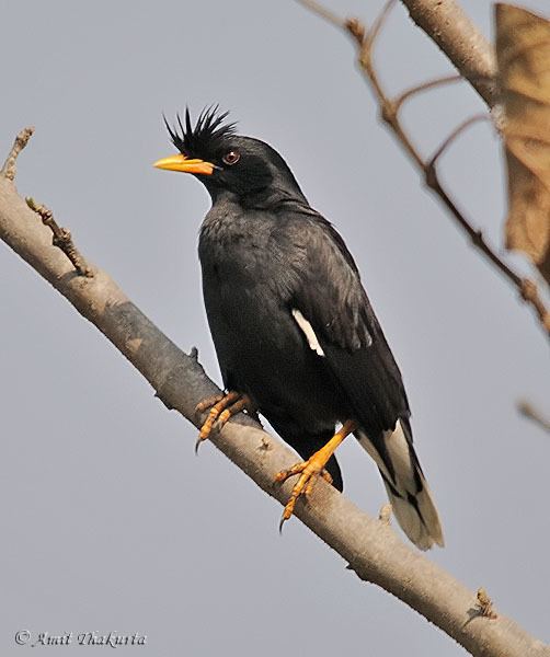 Great myna Oriental Bird Club Image Database Great Myna Acridotheres grandis