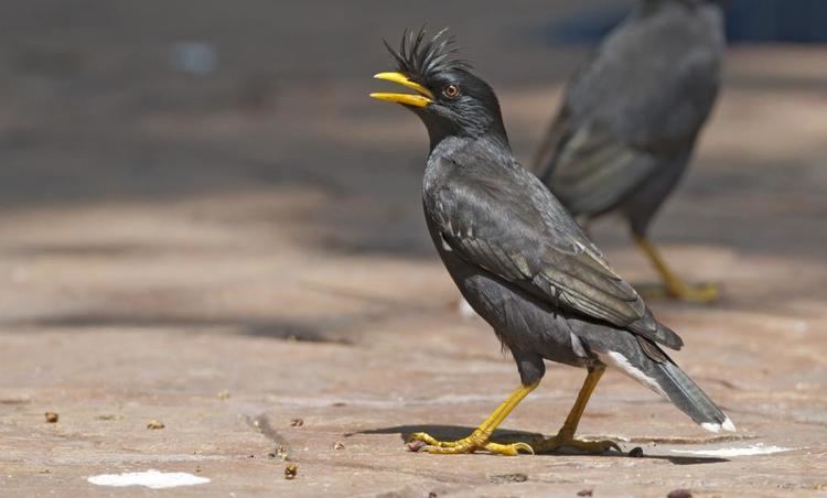 Great myna Great Myna Acridotheres grandis videos photos and sound