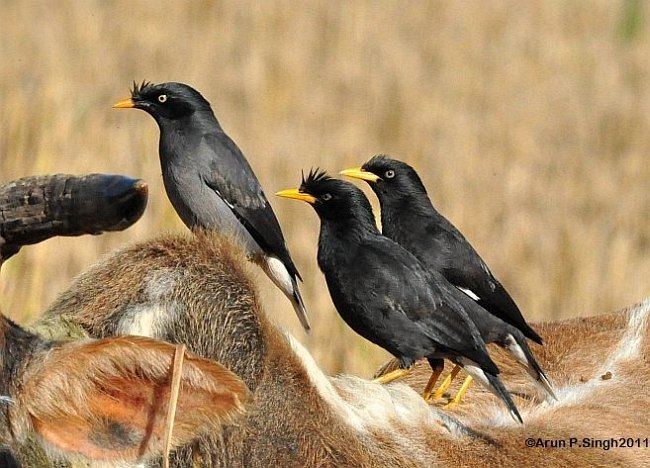 Great myna Oriental Bird Club Image Database Great Myna Acridotheres grandis