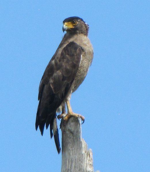 Great Nicobar serpent eagle My Temple of Nature Elegant Eagles