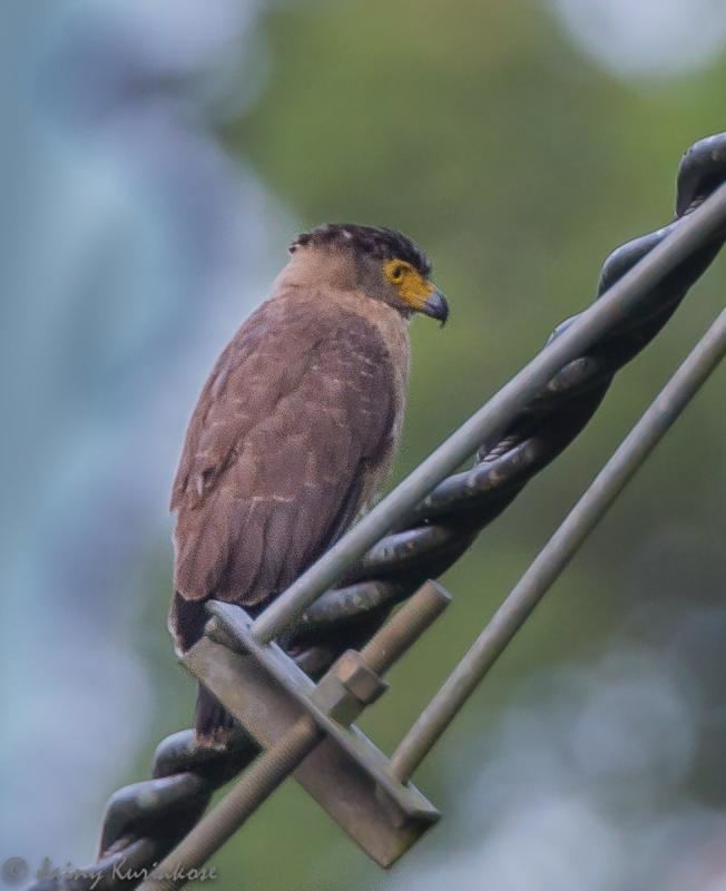 Great Nicobar serpent eagle Great Nicobar Serpenteagle Spilornis klossi videos photos and