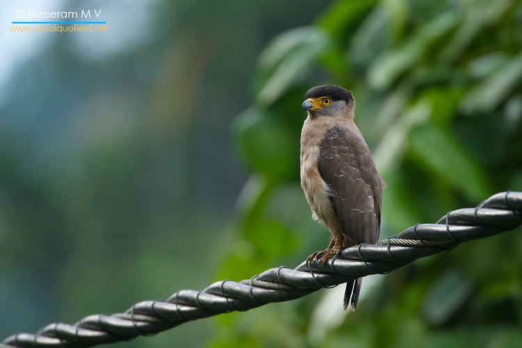 Great Nicobar serpent eagle Visual Quotient The World39s Smallest Eagle