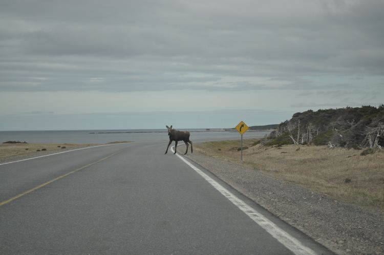 Great Northern Peninsula Moose on Great Northern Peninsula Abides Traffic Laws Live Rural