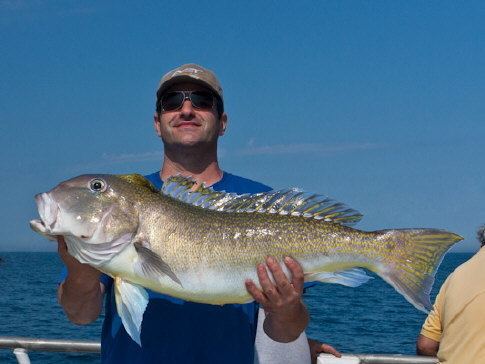 Great northern tilefish - Alchetron, the free social encyclopedia